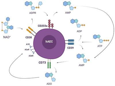 The Icarus Flight of Perinatal Stem and Renal Progenitor Cells Within Immune System